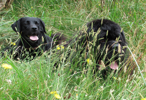 Jake a Newfoundland dog and Missy a Labrador dog, hiding in the long grass at Wirral Coastal Park
